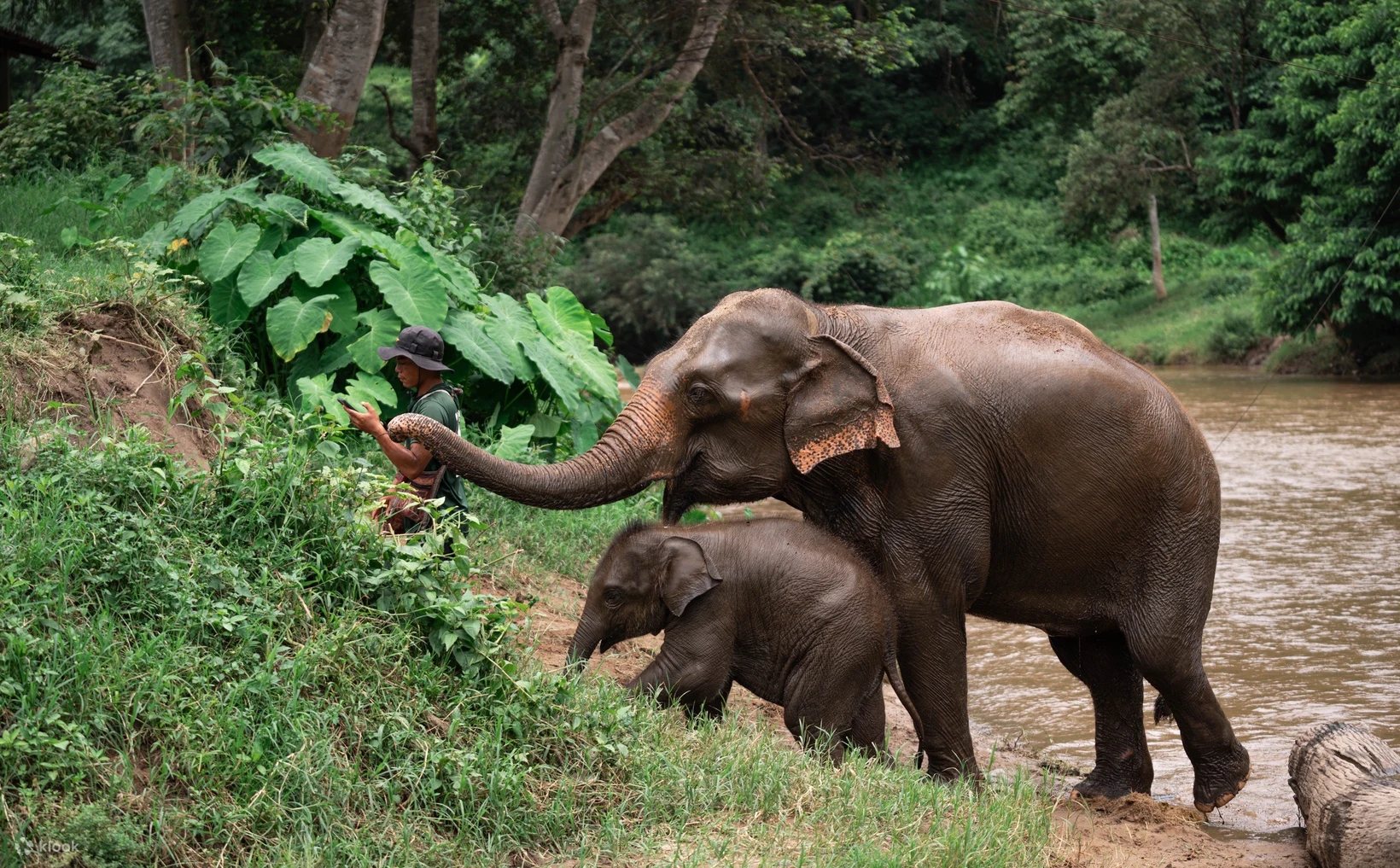 A Chiang Mai elephant sanctuary