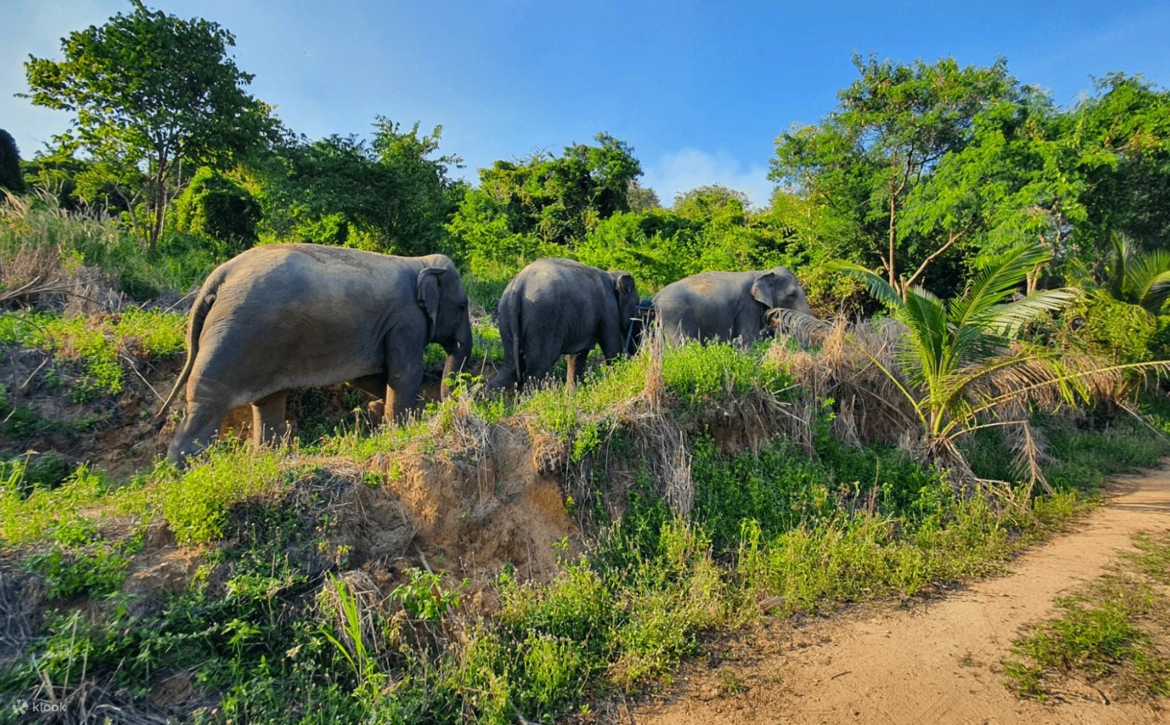 A Pattaya elephant sanctuary
